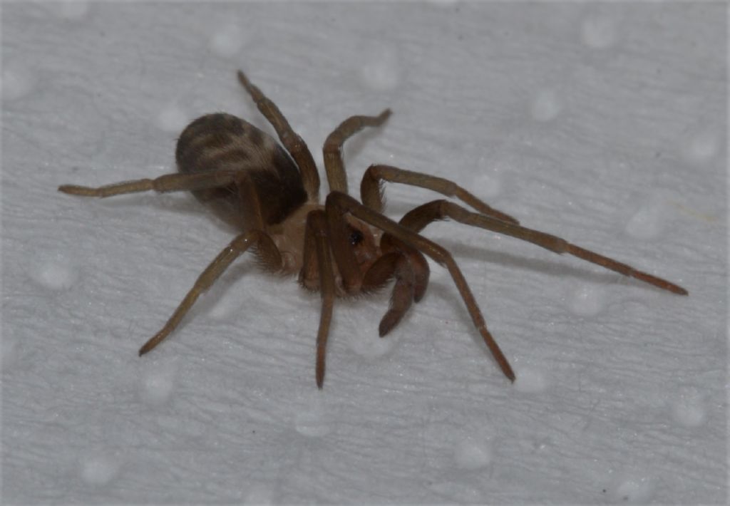 Tegenaria ?  No, Pritha sagittata, femmina  - Grosseto